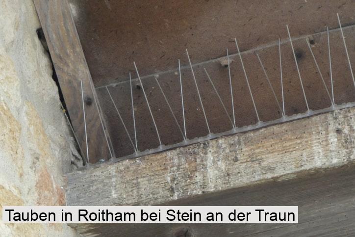 Tauben in Roitham bei Stein an der Traun